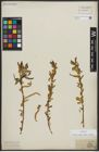 Foto von Salix alba subsp. vitellina (L.) Arcang.